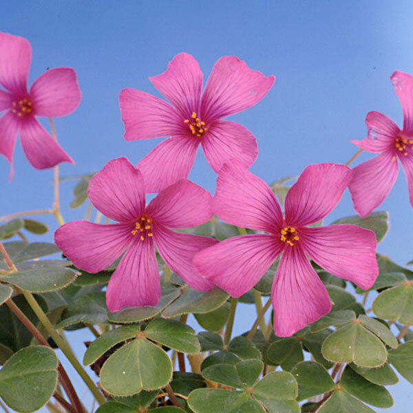 草花の苗/オキザリス：バリアビリス ローズ3号ポット 2株セットy