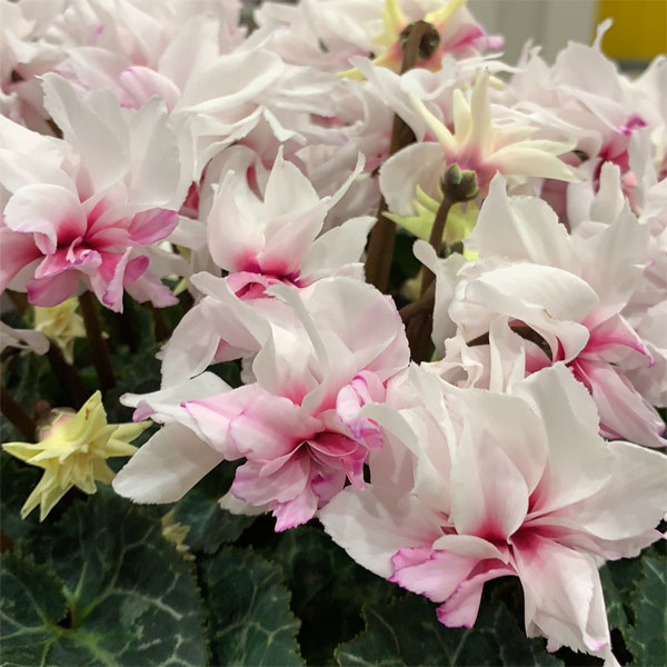 シクラメン：ローゼスピンクバイカラー万重EX 5号鉢植え