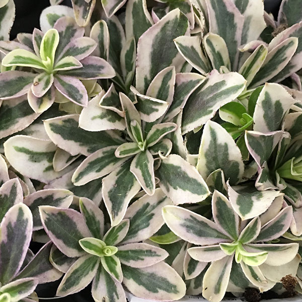 草花の苗/アラビス：プロカレンス バリエガータ2.5-3号ポット 2株セット