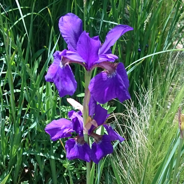 アイリス：紫花種3号ポット