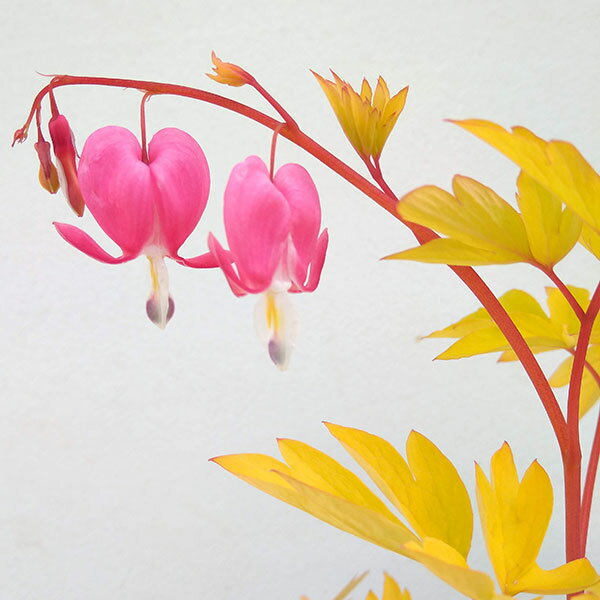 草花の苗/ディセントラ：ゴールドハーツ3号ポット*