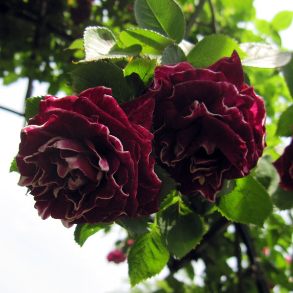 Rose - バラの苗/[送料無料]オールドローズ：ロジェ・ランブラン新苗