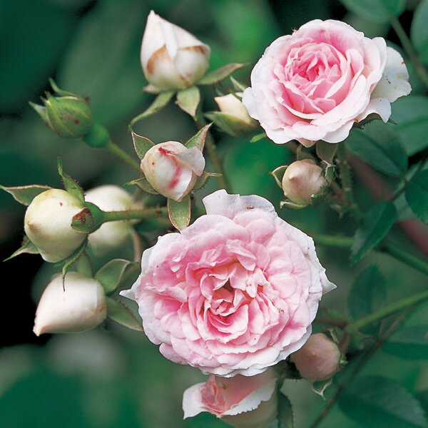 Rose - バラの苗/[送料無料]つるバラ：ユキコ新苗