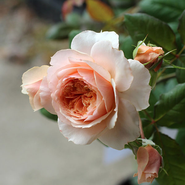 Rose - バラの苗/[送料無料]ドミニクローズ：KIZUNA（絆）新苗ポット植え