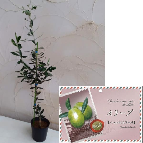 花木 庭木の苗/オリーブ：ジャンボカラマタ接木苗5～6号ポット