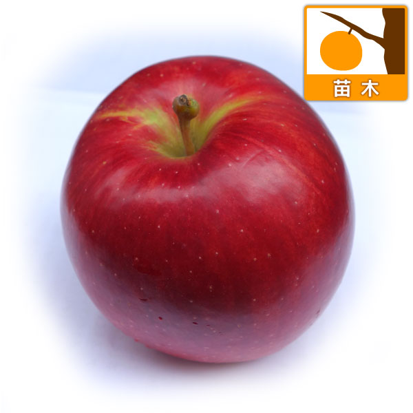 果樹の苗/リンゴ：つがる（津軽）4～5号ポット