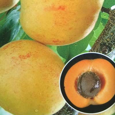 果樹の苗/アンズ（杏）：ニコニコット4〜5号ポット