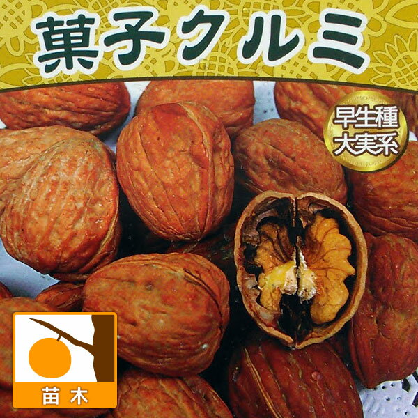 信濃クルミ　1苗　三年以上。 楽天市場】クルミ 信濃 苗木の通販