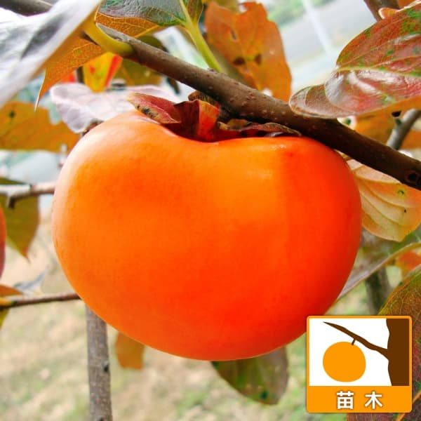 果樹の苗/カキ：たいほう4〜5号ポット