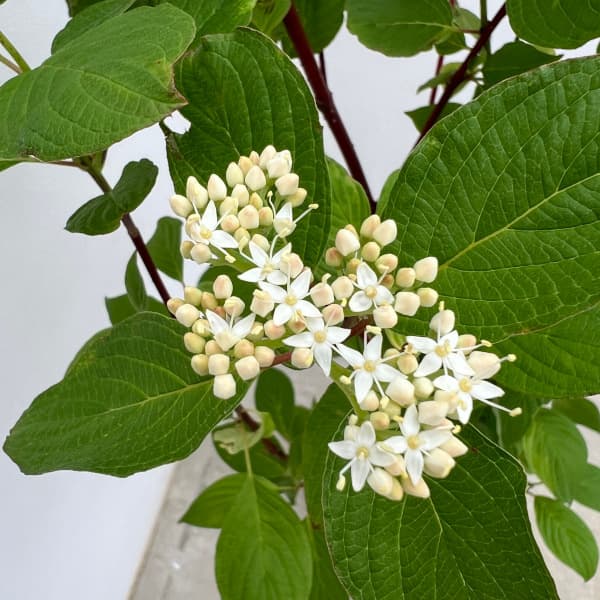 花木 庭木の苗/サンゴミズキ（コルヌスアルバ）：緑葉6号ポット