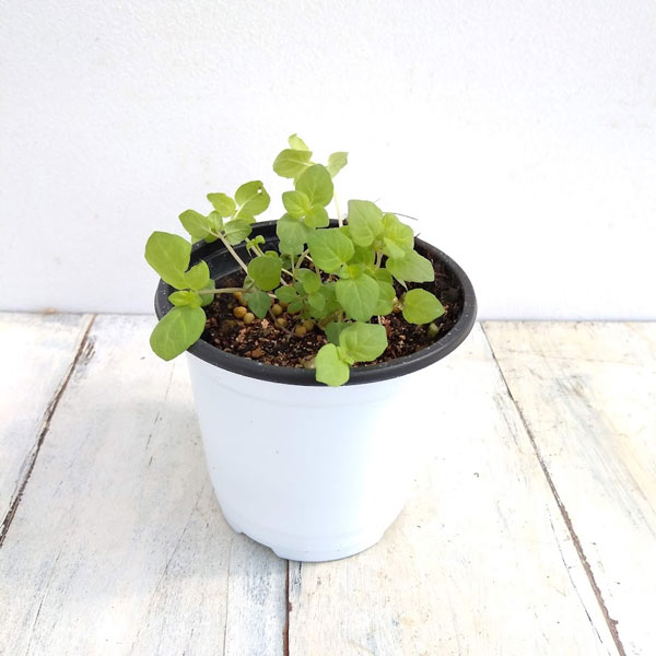 ハーブの苗/クッキングハーブ：スペアミント3.5号ポット