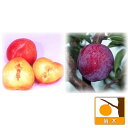 果樹の苗/スモモ(プラム）2種受粉樹セット：サンタローザと太陽