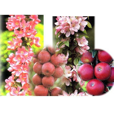 果樹の苗/バレリーナツリー2種受粉樹セット（メイポールとワルツ）