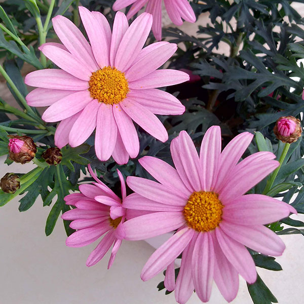 マーガレット：ラブリーフレンド5号鉢植え