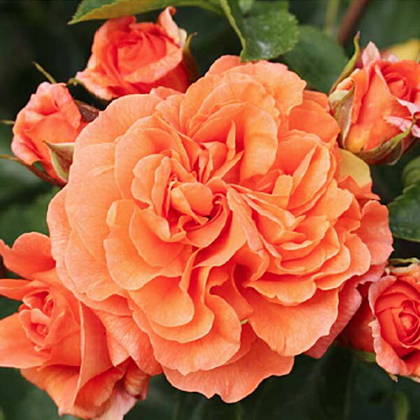 バラの苗/つるバラ：コルデス オランジュリー大苗