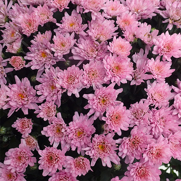 草花の苗/ガーデンマム：ジジ　ダークピンク3.5号ポットのサムネイル