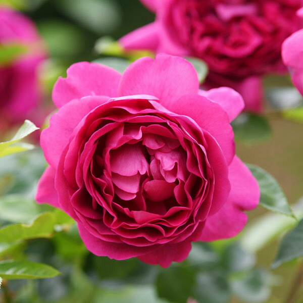 Rose - バラの苗/デルバールローズ：プラリーヌ・ルージュ大苗6号角鉢植え
