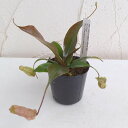 観葉植物/(わけあり特価)ネペンテス:スキ2号ポット