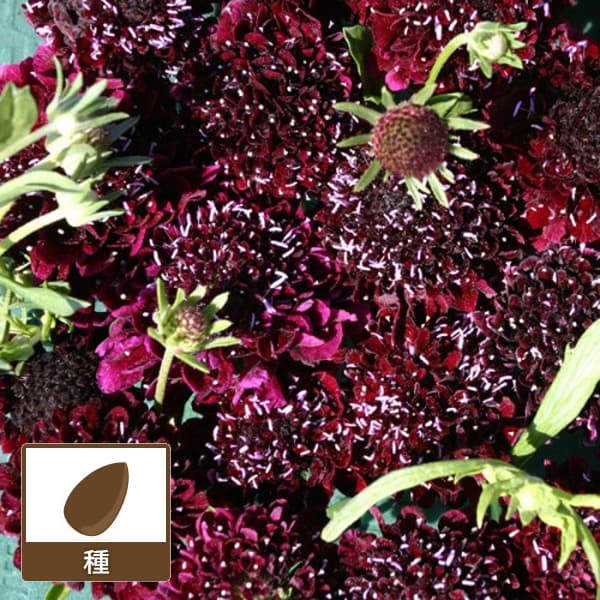 スカビオサ：バーガンディ ボウ