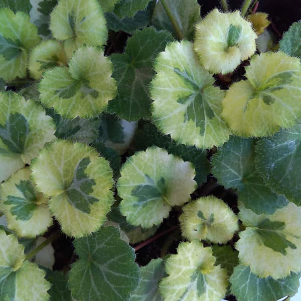 [����̵��]�業�Υ�������β��ˡ������إ󥲡ʼ��Ѳ���3��ݥå� 24�����å�