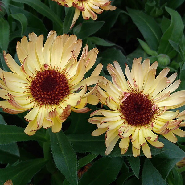 草花の苗/カレンデュラ：ブロンズビューティー3〜3.5号ポット 2株セット