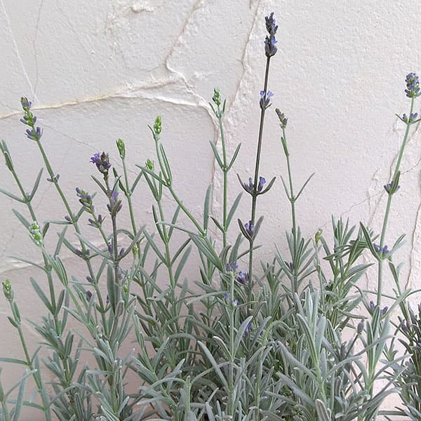 草花の苗/ラベンダー：シルバーサン...
