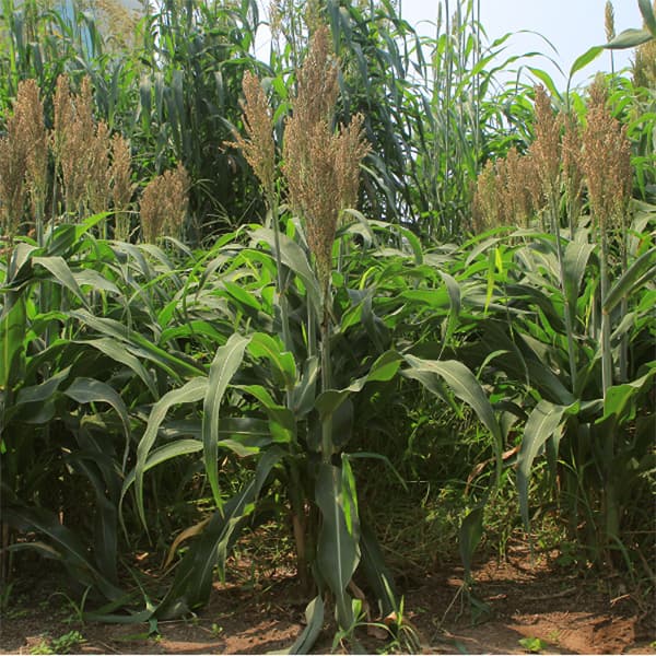 ݥͥå ץ饹㤨֡ʤ櫓òˡͭ25ǯ10ۻѥ륬ࡧߥ˥르 1kg[]פβǤʤ1,218ߤˤʤޤ