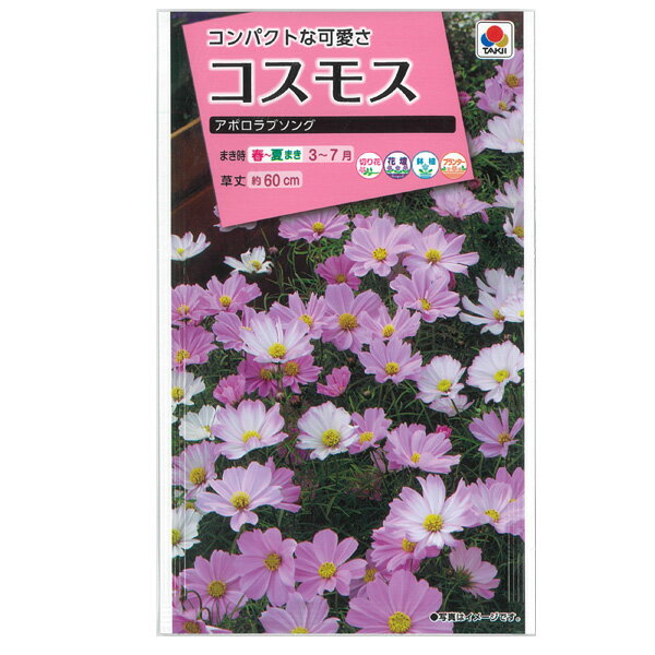 コスモス：アポロラブソング[タキイ 花タネ]