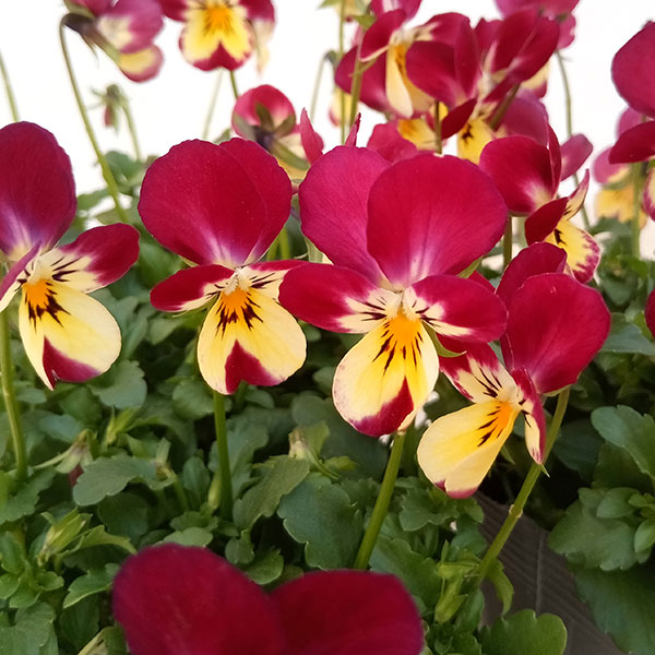 草花の苗/見元園芸さんのビオラ：パステルローズ3-3.5号ポット