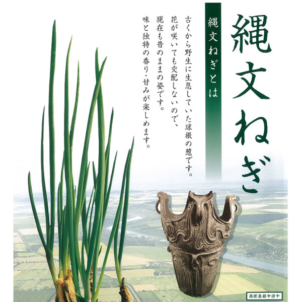 野菜の苗/寅さんの縄文ネギ3球植え2.5号ポット 12株セット