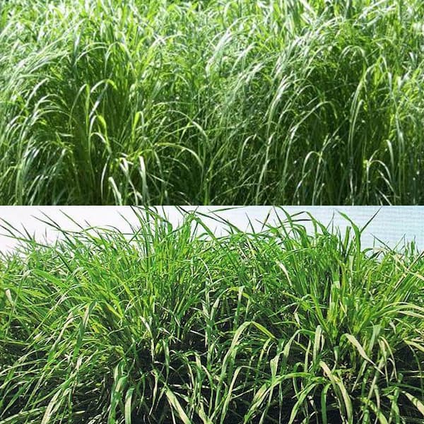 �����Ϸ����ż�ҥ��åȡ�����1�� 20aʬ[������ ����]