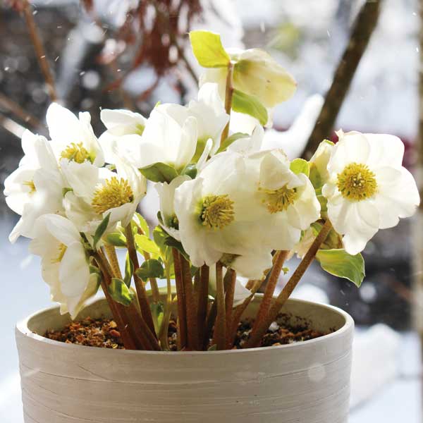 クリスマスローズ（原種系）：早咲きニゲル3号ポットのサムネイル