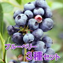 果樹の苗/[送料無料]ブルーベリー：