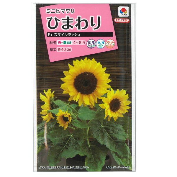 ヒマワリ：F1スマイルラッシュ（矮性種）[タキイ 花タネ]