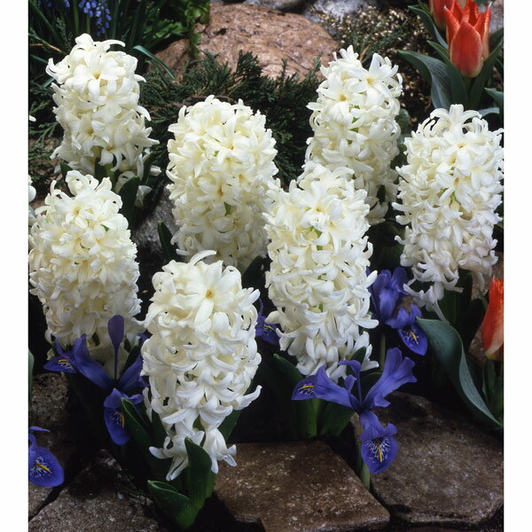 球根/ヒヤシンス（ガーデン用）：カーネギー 3球入り 2袋セット