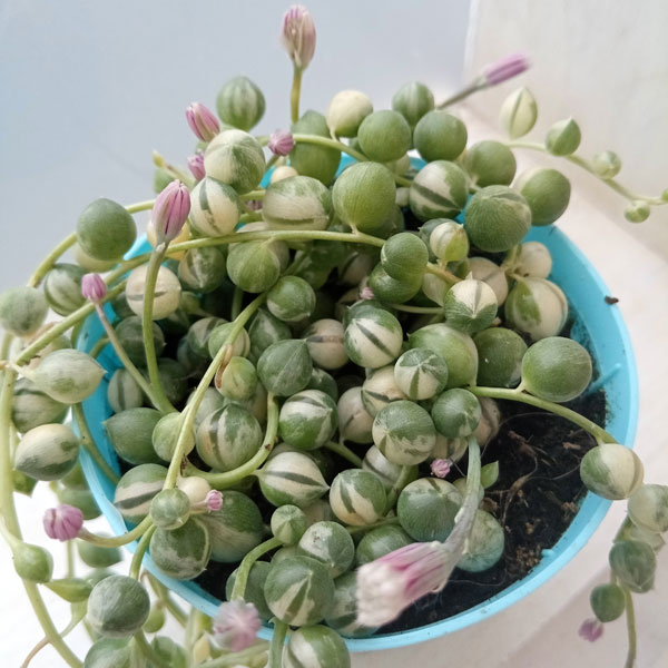 楽天市場】グリーンネックレス(花・観葉植物|花・ガーデン 楽天市場】グリーンネックレス(花・観葉植物|花・ガーデン