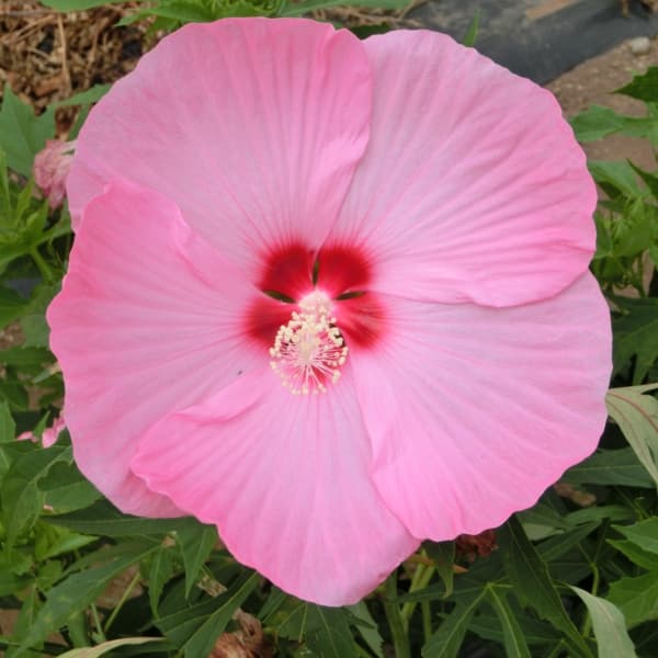 花木 庭木の苗/宿根ハイビスカス：タイタンビカス：カシオペア3.5号ポットのサムネイル