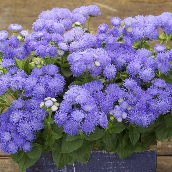草花の苗/アゲラタム：バモス　ブルー3.5号ポットのサムネイル