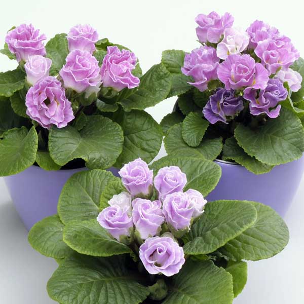 草花の苗/プリムラ：ブルーベリーの...