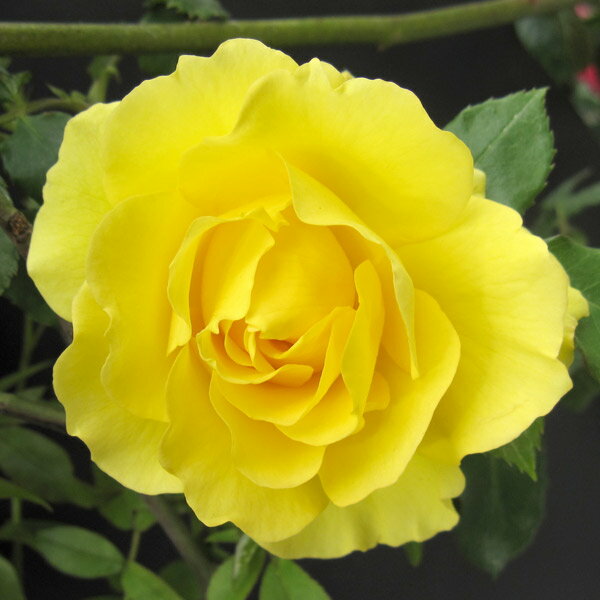 Rose - バラの苗/[送料無料]つるバラ：ゴールドバニー新苗