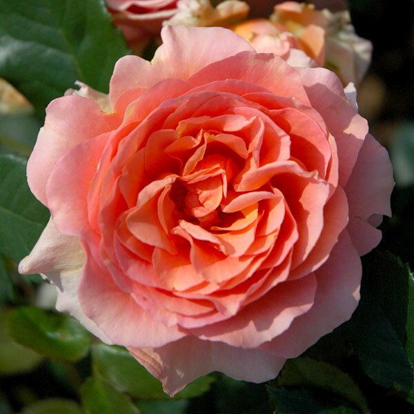 バラの苗/[送料無料]（わけあり特価）四季咲中輪バラ：杏奈（あんな）新苗