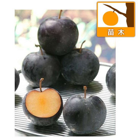 果樹の苗/スモモ（プラム）：バイオチェリー3.5〜4.5号ポット
