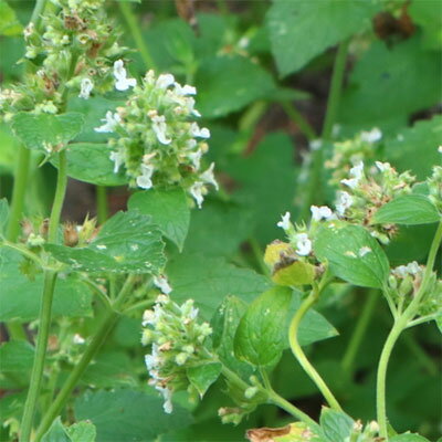 ハーブの苗/[送料無料]キャットニップ（ネペタ）：レモン3号ポット 24株セット