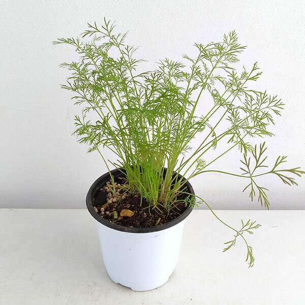 ハーブの苗/クッキングハーブ：ディル3.5号ポット