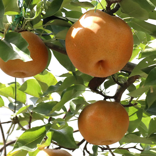 果樹の苗/梨2種受粉樹セット：豊水と幸水接木1年苗4〜5号ポットのサムネイル