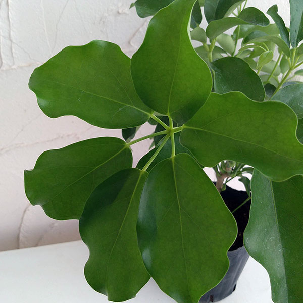 観葉植物/シェフレラ：グランディ 5号ポット