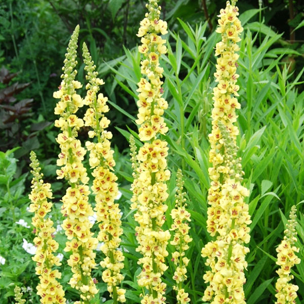 大きくなる多年草の苗草花の苗/バーバスカム：シックステイーンキャンドル3.5号ポット 3株セット★入荷から日数が経ったためセール価格となりました。商品の状態は画像と異なる場合があります。★可憐な花を次から次へと連続して咲き上がっていくバーバスカム。ひとつひとつの花の寿命はそれほど長くはありませんが、非常に沢山の花を次から次へと絶え間なく咲かせていくので長く楽しむことができます。咲きながら丈が伸びていくので、花壇の中〜後方へ植えていただくと立体感が増します。シックステイーンキャンドルはイエローに花芯がパープル。大きくなるバーバスカムです。タイプ ゴマノハグサ科の耐寒性多年草草丈 60〜100cm開花期 5〜6月用途 花壇日照 日向または半日陰むき栽培方法：なるべく日当たりとアルカリ性で水はけのよい土壌を好みます。冬越しよりも夏の高温多湿のほうが苦手で、注意が要ります。夏涼しくなる場所を選んで植えるとよいでしょう。水やりや施肥はあまり必要なく、手間はかかりません。葉が地面を広く覆って雑草抑えにもなります。3.5号（直径10.5cm）ポット入りです。写真は成長時（開花時）のイメージですが、お届けの際は苗の状態です。