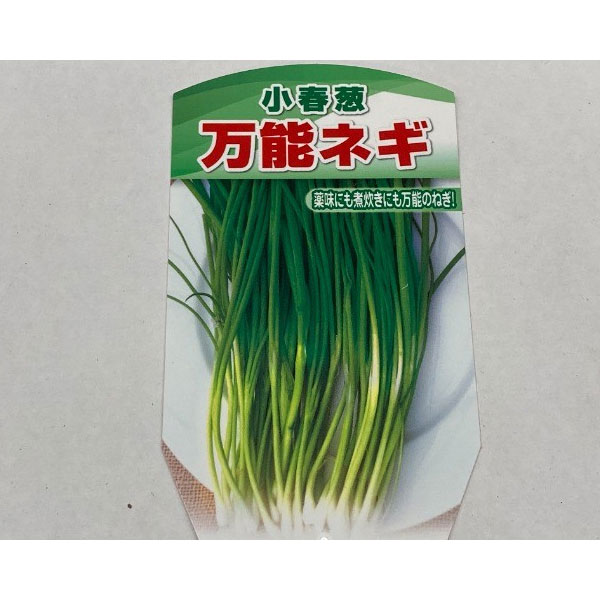 野菜の苗/[送料無料]ネギ：小春3...