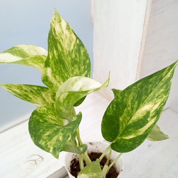 観葉植物/ポトス：テルノジュニア　3号ポット
