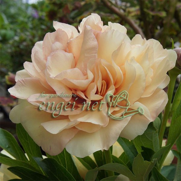 草花の苗/シャクヤク（インターセクショナルハイブリッド）：カナリーブリリアント7号ポット